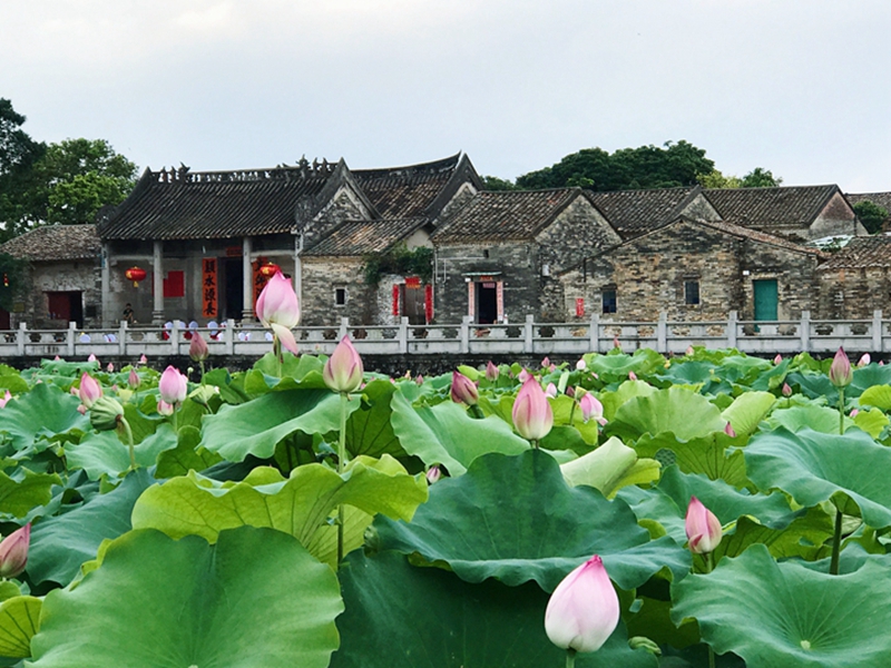 9.图说：龙华旭日村古村莲韵，博罗县文广旅体局供.jpg