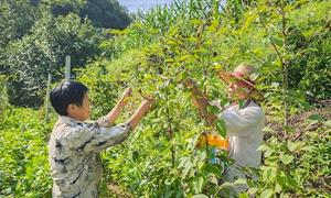 老张村：五味子种植结硕果 集体经济焕新容