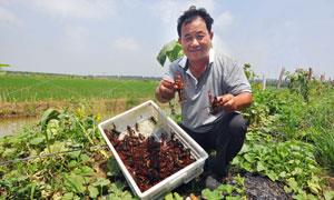 风扶雨沐荷荡漾   蛙鸣虾肥稻成行——“鱼台龙虾”特色发展之路